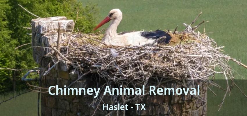 Chimney Animal Removal Haslet - TX