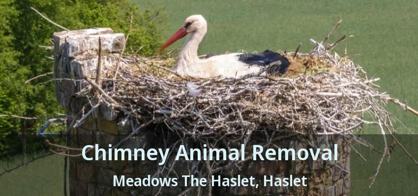 Chimney Animal Removal Meadows The Haslet, Haslet - TX