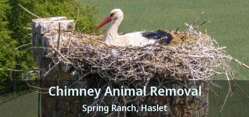 Chimney Animal Removal Spring Ranch, Haslet - TX