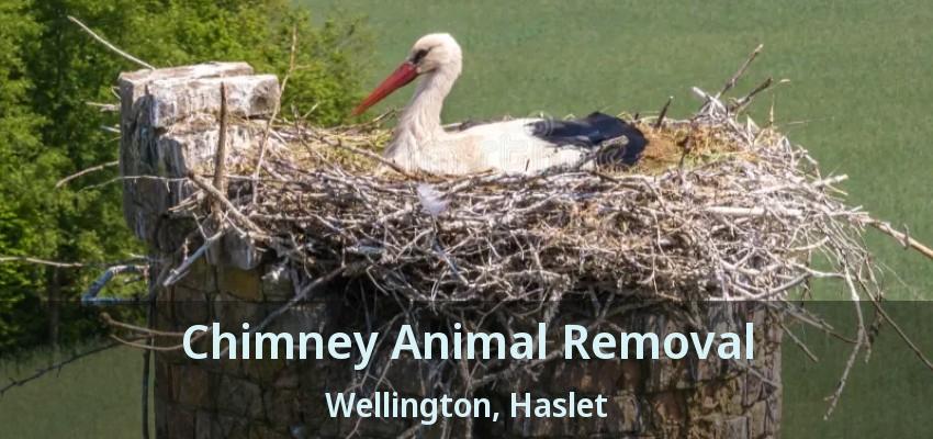 Chimney Animal Removal Wellington, Haslet - TX