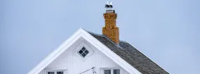 Chimney Nest Removal Haslet
